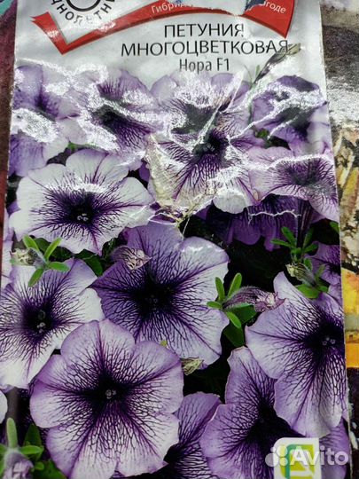 Петуния рассада