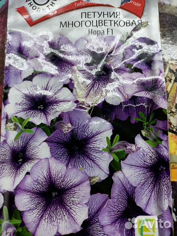 Петуния рассада