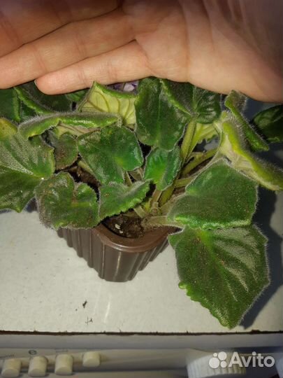 Фиалка сортовая