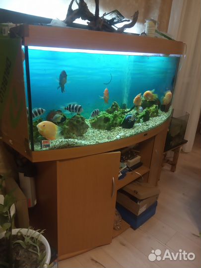 Аквариум Juwel vision 450