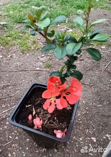 Хеномелес Айва японская