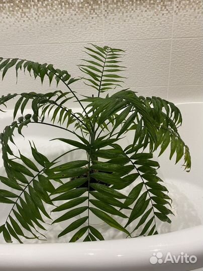 Комнатные растения цветы