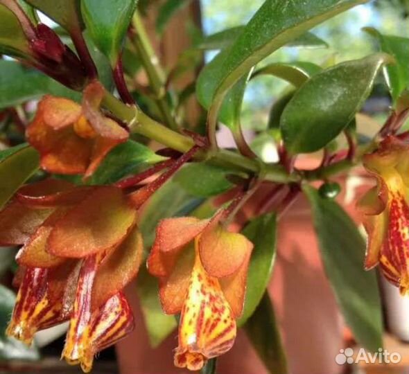 Валотта. Нематантус