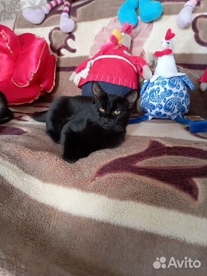 Кошка Багира