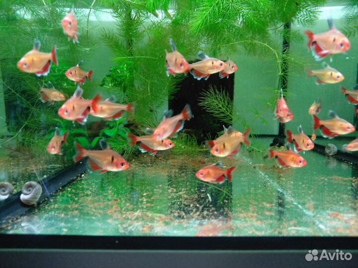 Аквариумные рыбки и растения в Екатеринбурге