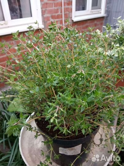 Чабрец рассада