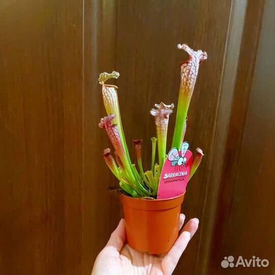 Хищник Саррацения Фарнхами