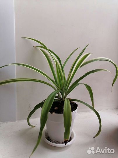 Хлорофитум