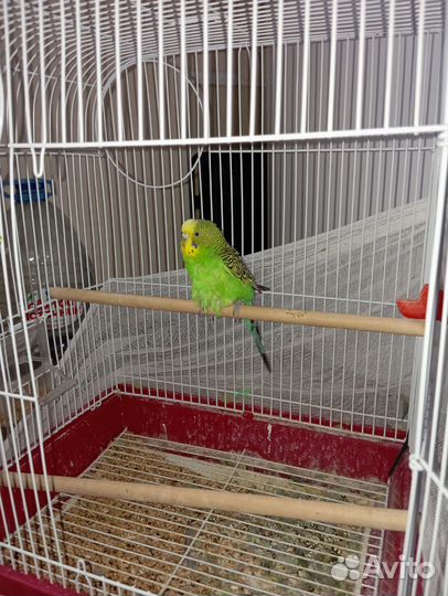 Волнистый попугай