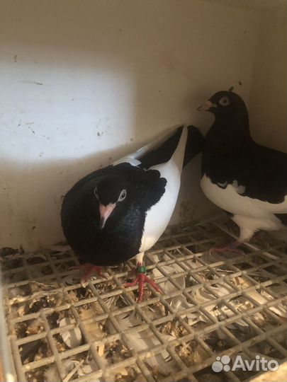 Продажа голубей