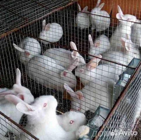 Кролики мясных пород белый паннон объявление продам