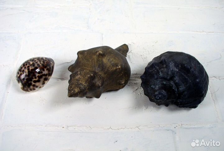 Ракушки: Морские Раковины Декор Каури Рапан Ципрея