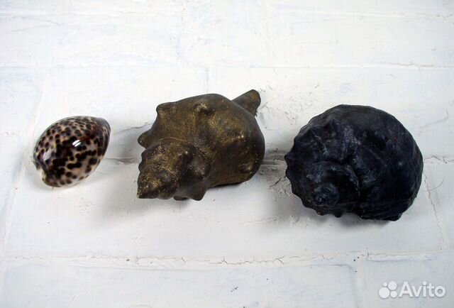 Ракушки: Морские Раковины Декор Каури Рапан Ципрея