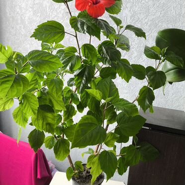 Китайская роза