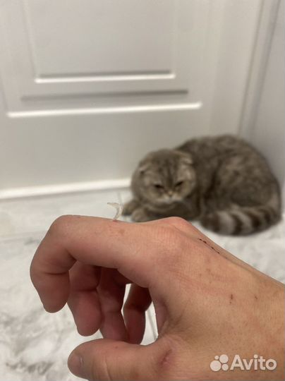 Стрижка кошек без наркоза стаж 8 лет