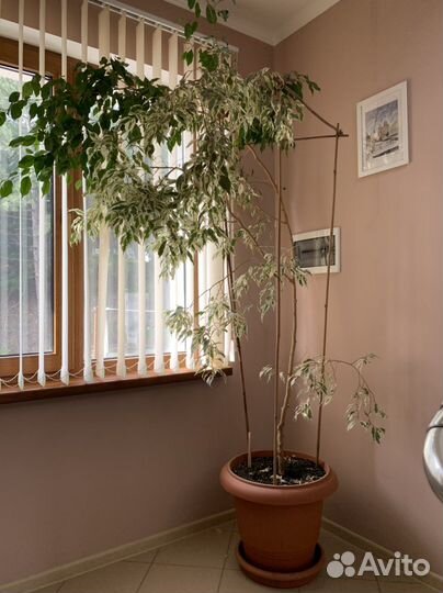 Фикус бенджамина