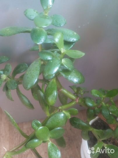 Денежное дерево