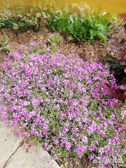 Садовые многолетники