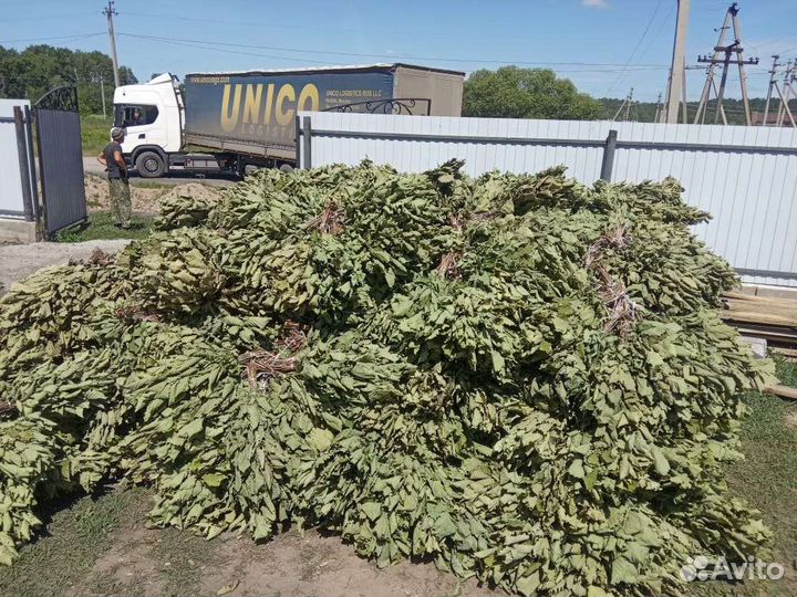 Дубовые Веники для бани