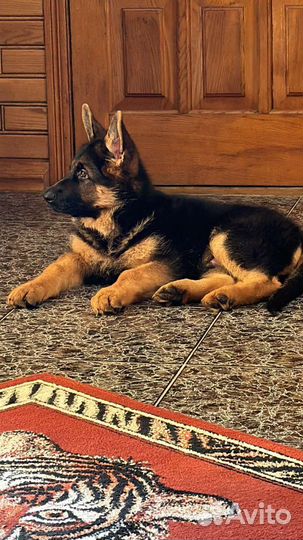 Выезд ветеринарного врача на дом