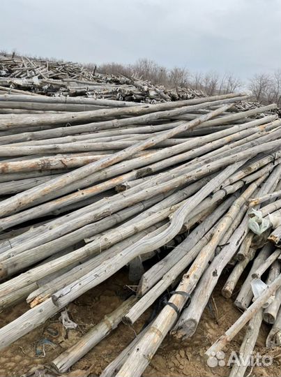 Кругляк дерево