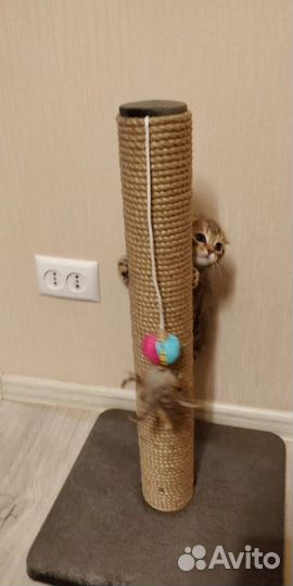 Когтеточки для котят