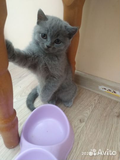 Британские котята