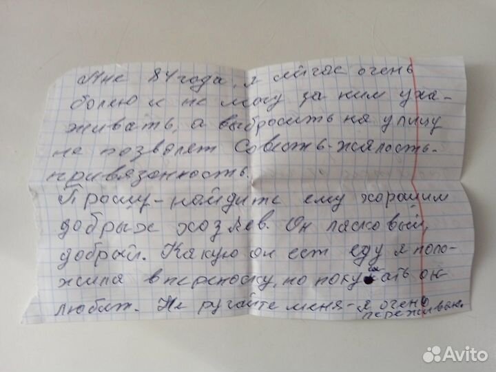 Кот ищет своего человека