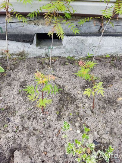 Рябинник рябинолистный