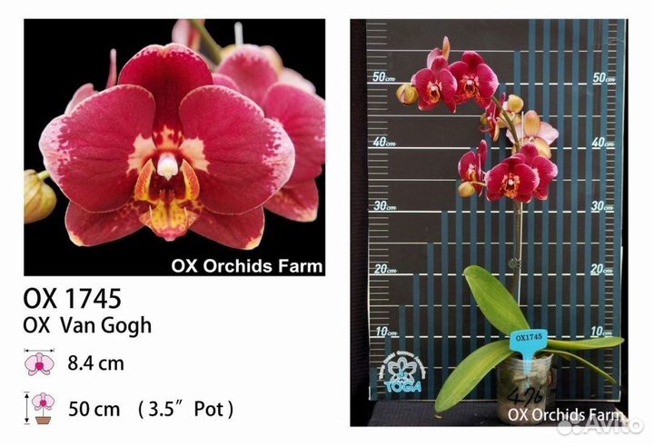 Орхидея Phal. OX Van Gogh