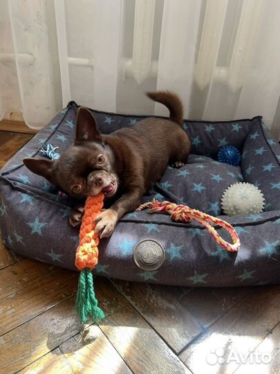 Чихуахуа кобель на вязку