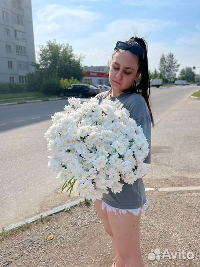 Хризантема кустовая