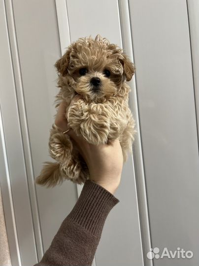 Мальтипу ф1 микро baby face мальчик Корея