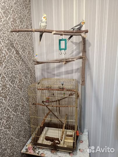 Корелла с клеткой