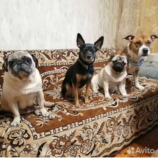 Уход за животными