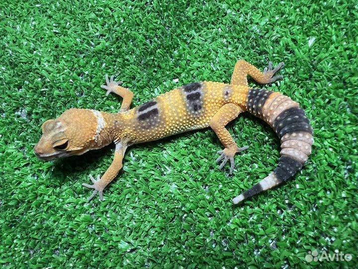 Эублефар (геккон) ящерица