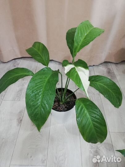 Спатифиллум 