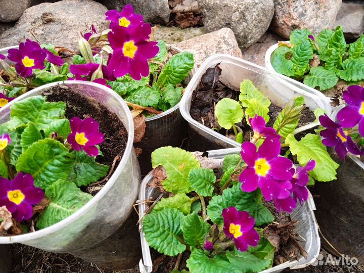 Гвоздика перистая