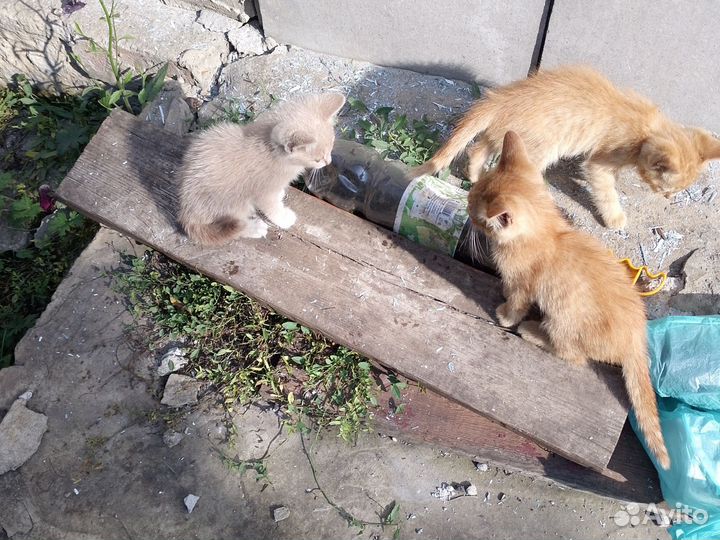 Котята в добрые руки бесплатно