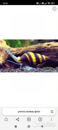 Аквариумные рыбки