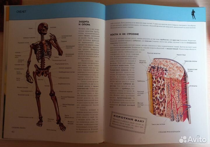 Детская энциклопедия 