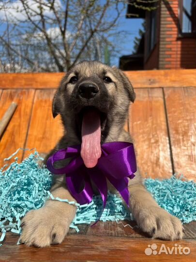 Марта ищет дом