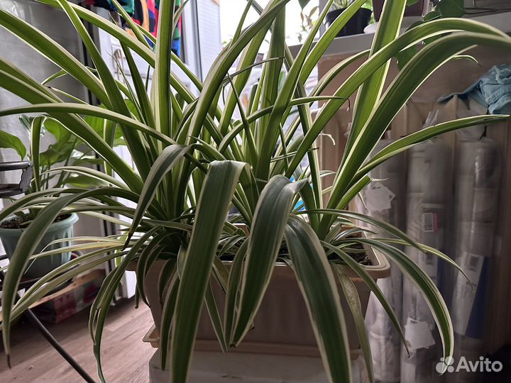 Хлорофитум комнатное растение