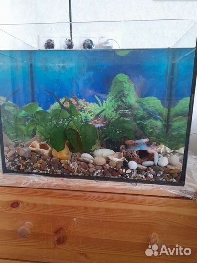 Аквариум
