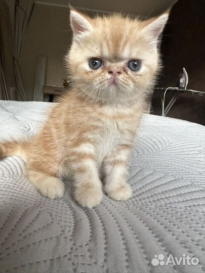 Котята экзоты