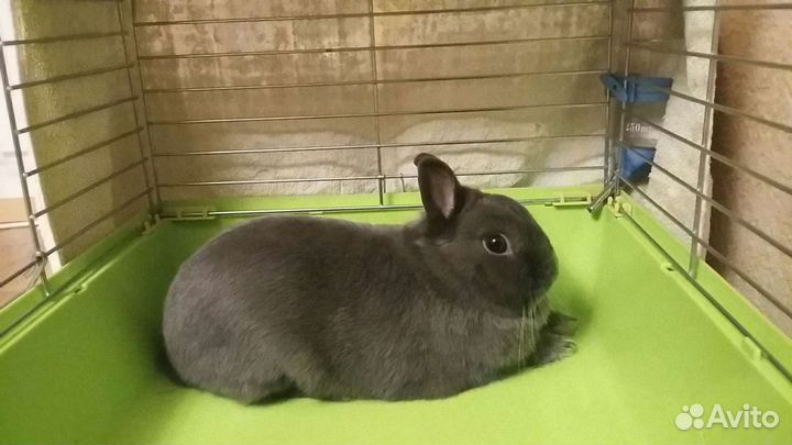 Карликовый кролик.Вязка