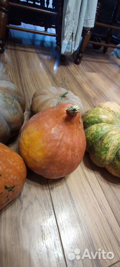 Тыква мускатная прованская и тыква керлинг