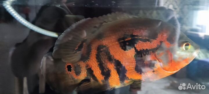 Астронотусы