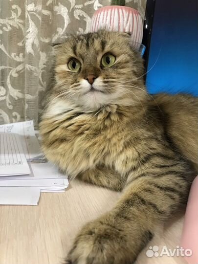 Кошка на вязку