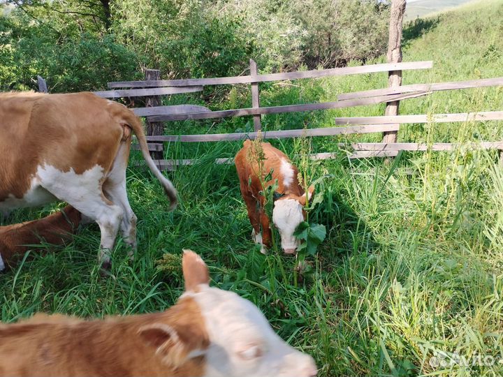 Корова, телки, бык племенной, телята